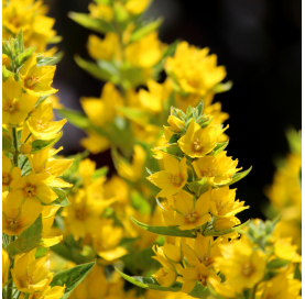 Lysimachia persian chocolate. Viveros Gonzalez. Natural Garden Centre Marbella