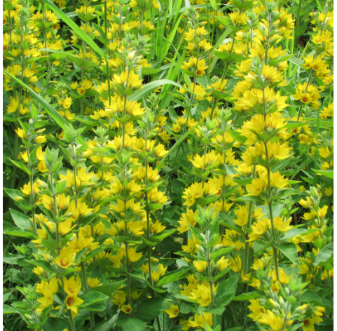 Lysimachia persian chocolate. Viveros Gonzalez. Natural Garden Centre Marbella