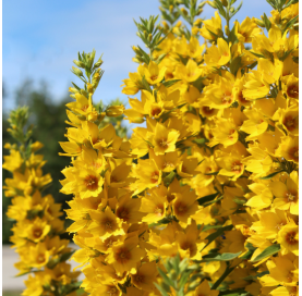 Lysimachia persian chocolate. Viveros Gonzalez. Natural Garden Centre Marbella