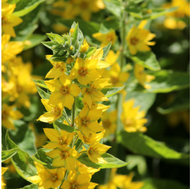 Lysimachia persian chocolate. Viveros Gonzalez. Natural Garden Centre Marbella