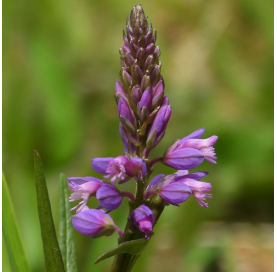 Polygala compacta -