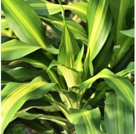 Dracaena indivisa. Viveros Gonzalez. Natural Garden Centre Marbella