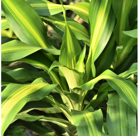 Dracaena indivisa. Viveros Gonzalez. Natural Garden Centre Marbella