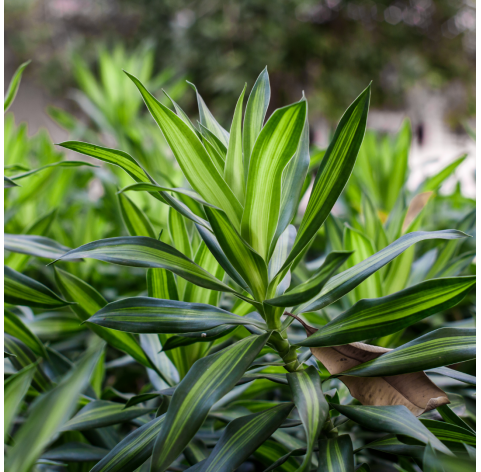 Dracaena indivisa. Viveros Gonzalez. Natural Garden Centre Marbella