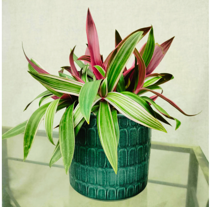 Tradescantia spathacea in...