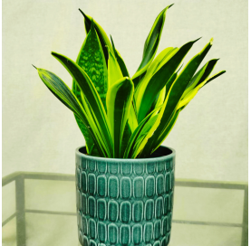 Sansevieria 'Laurentii' -...