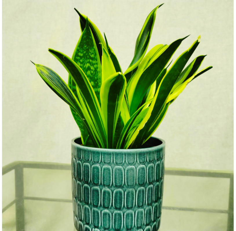 Maceta con Sansevieria...