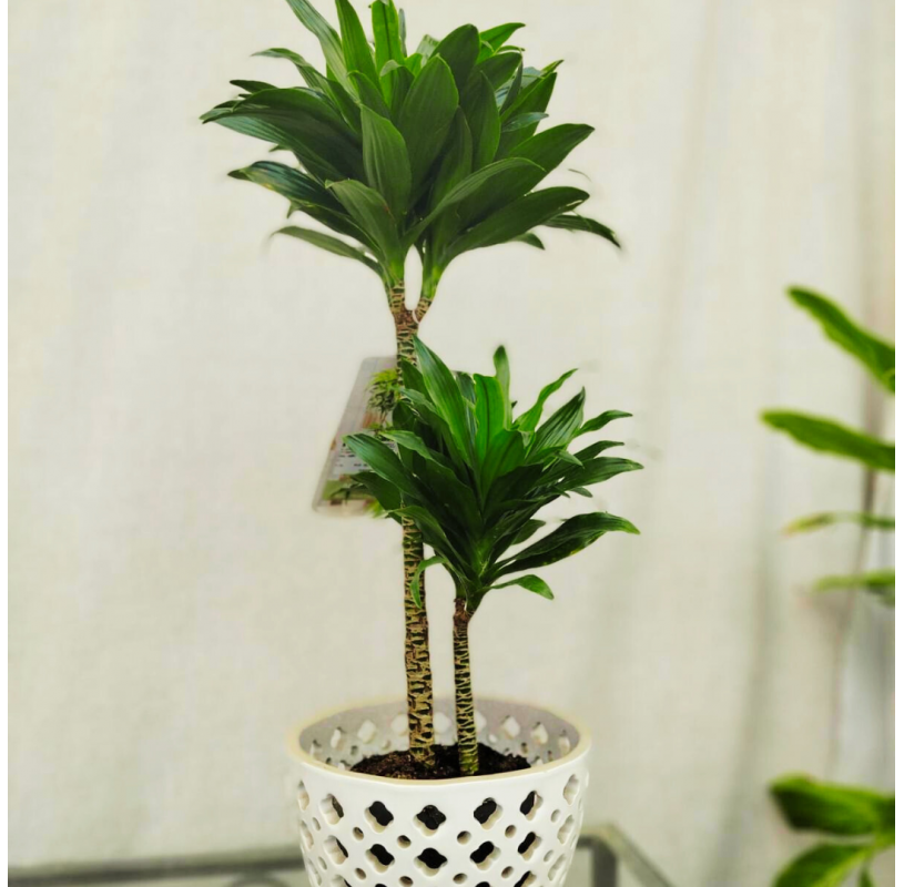 Dracaena Compacta in Pot