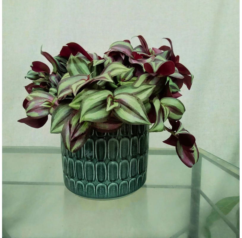 Tradescantia Zebrina in Pot