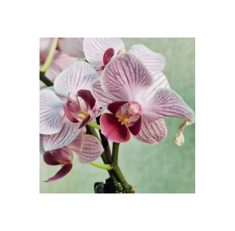 Mini Mauve Orchid