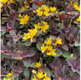 Lysimachia persian chocolate - Lisimachia. Viveros González. Natural Garden Centre Marbella