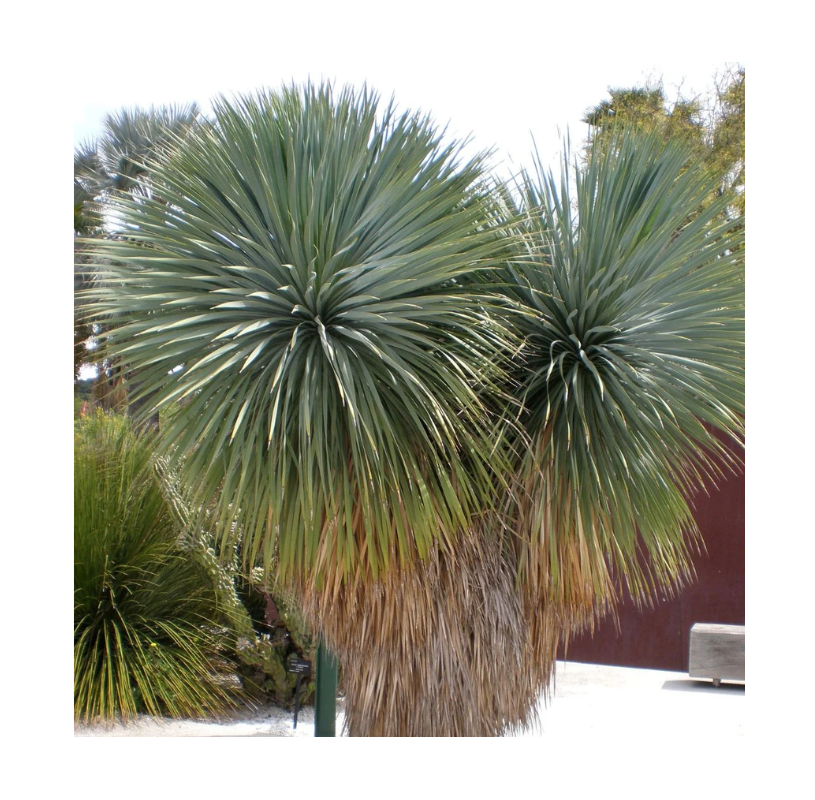 Yucca rostrata