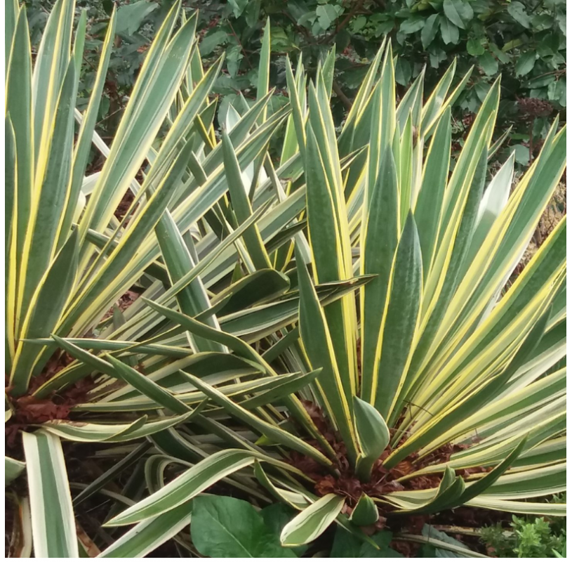 Yucca gloriosa variegata