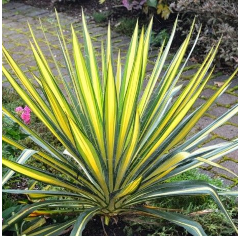 Yucca filamentosa color guard