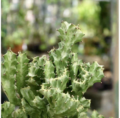 Euphorbia lactea. Viveros gonzález. Natural Garden Centre Marbella