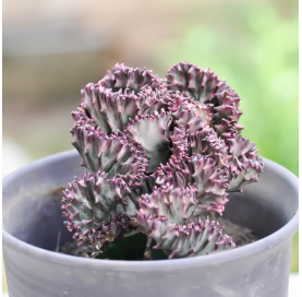 Euphorbia lactea cristata, Planta cresta. Viveros González. Natural Garden Centre Marbella