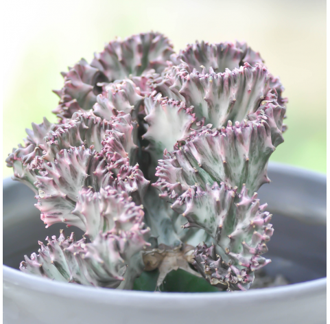 Euphorbia lactea cristata, Planta cresta. Viveros González. Natural Garden Centre Marbella