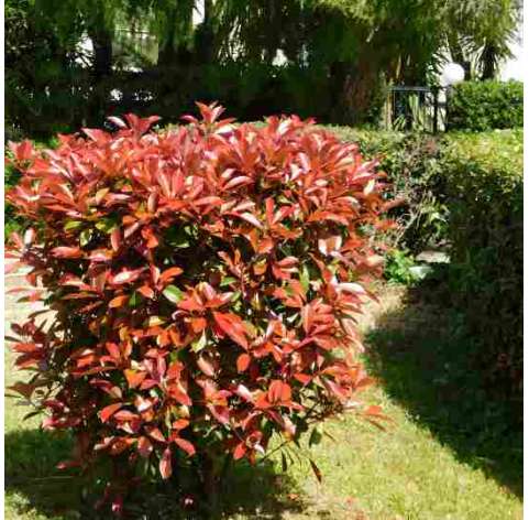 photinia magical. Viveros González. Natural Garden Centre Marbella