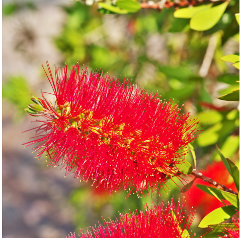 Callistemon cintrinus red rocket. Viveros González. Natural Garden Centre Marbella