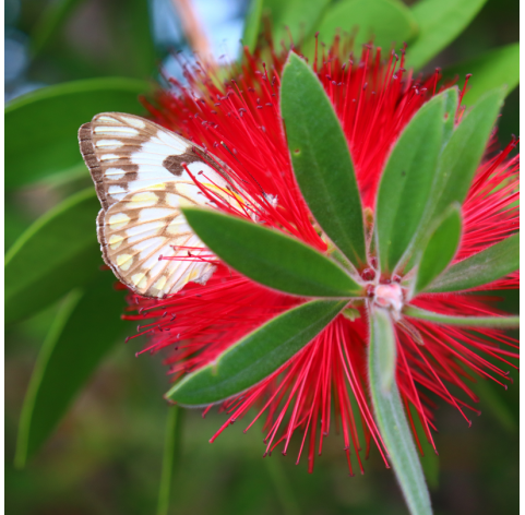 Callistemon cintrinus red rocket. Viveros González. Natural Garden Centre Marbella