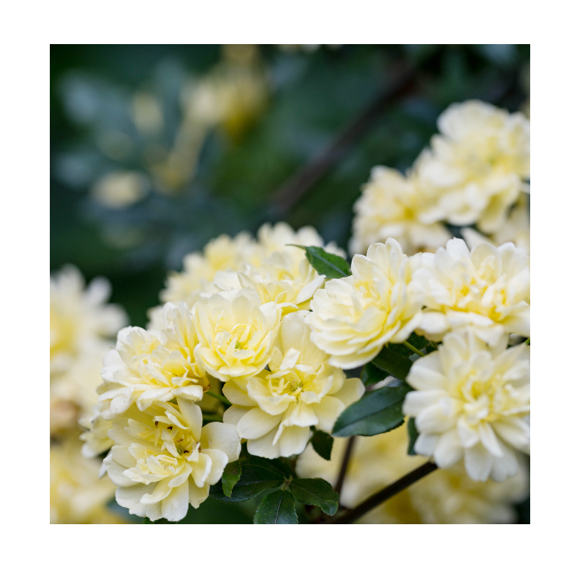 Rosal Banksiae. Viveros González. Natural Garden Centre Marbella