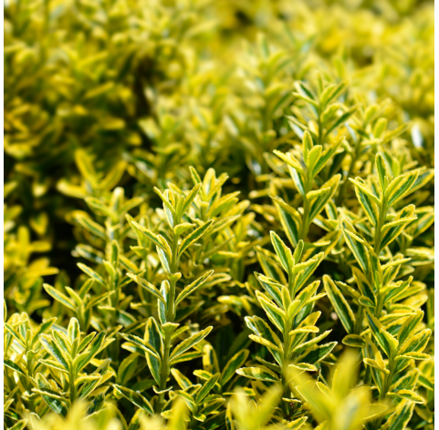 Evonymus punchellus green spire. Viveros González. Natural Garden Centre Marbella