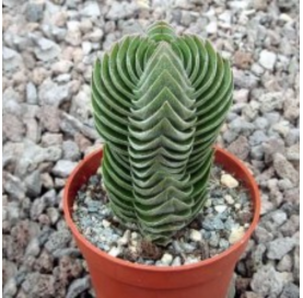 Crassula Templo de Buda. Viveros González. Natural Garden Centre Marbella
