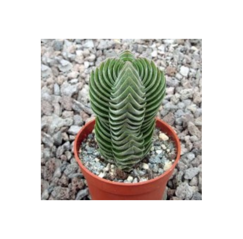 Crassula Templo de Buda. Viveros González. Natural Garden Centre Marbella