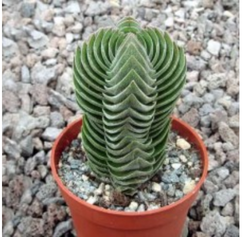 Crassula Templo de Buda. Viveros González. Natural Garden Centre Marbella