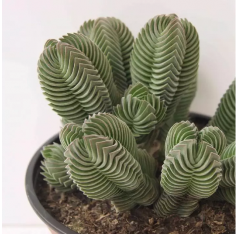 Crassula Templo de Buda. Viveros González. Natural Garden Centre Marbella