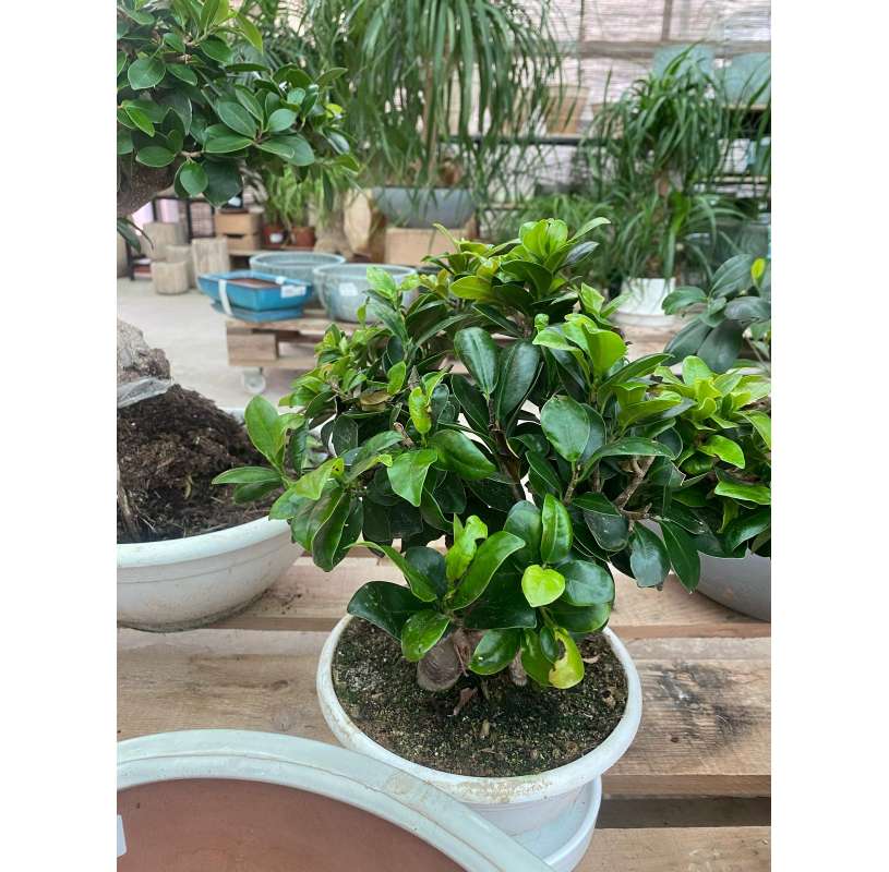 Ficus ginseng. Viveros gonzález. Natural Garden Centre marbella