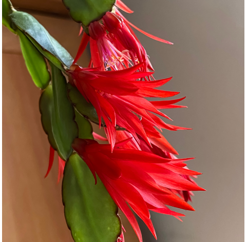 Schlumbergera (Cactus de Navidad). Viveros González. Natural Decor Centre. Garden Centre.  Marbella