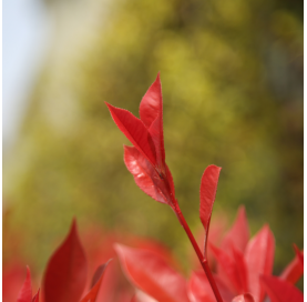 Photinia fraseri dynamo. Viveros González. Natural Garden Centre Marbella