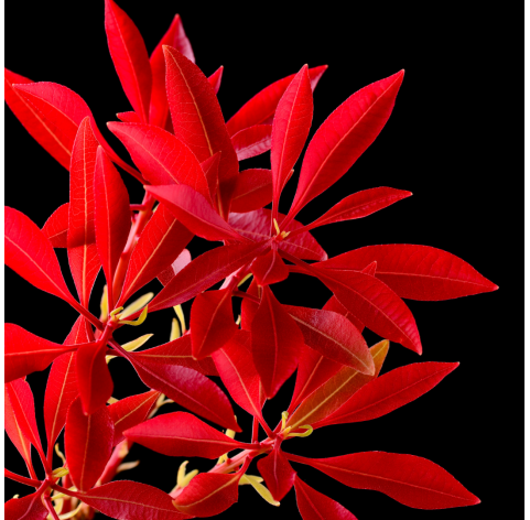 Photinia fraseri dynamo. Viveros González. Natural Garden Centre Marbella