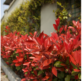 Photinia fraseri dynamo. Viveros González. Natural Garden Centre Marbella