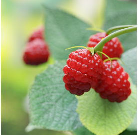 Frambueso (Rubus idaeus). Frutales. Viveros gonzález. Natural Garden Centre Marbella