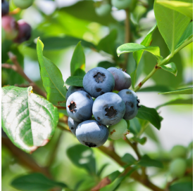 Arándano (Vaccinium corymbosum). Frutal. Viveros González. Natural Garden Centre Marbella