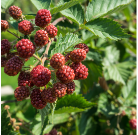 Rubus Idaeus Rojo - Frambuesa