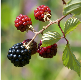 Rubus fruticosa - Zarzamora. Viveros Gonzalez. Natural Garden Centre Marbella