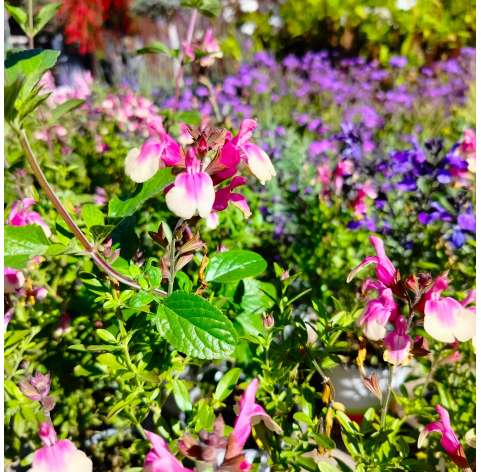 Salvia greggii. Autumn sage. Viveros Gonzalez. Garden centre. Marbella. Natural decor centre.