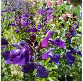 Salvia greggii. Autumn sage. Viveros Gonzalez. Garden centre. Marbella. Natural decor centre.