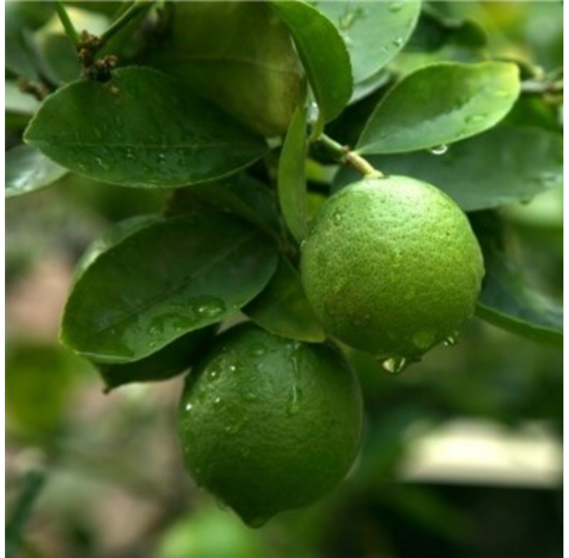 Persian lime - Citrus x...