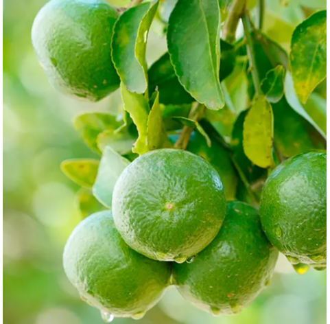 Lima persa - Citrus x latifolia. Viveros González. Natural Garden Centre Marbella