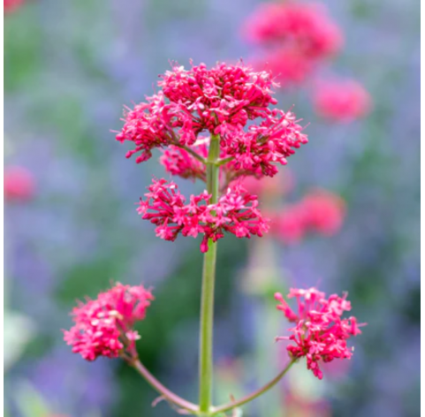 Centranthus ruber red. Viveros González. Natural Garden Centre Marbella