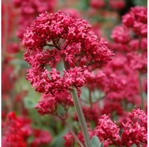 Centranthus ruber red. Viveros González. Natural Garden Centre Marbella
