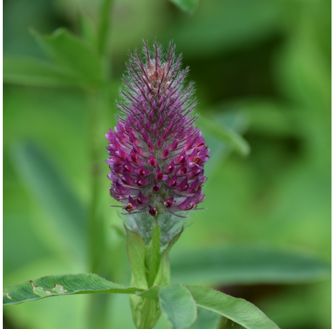 Agastache rosa. Viveros González. Natural Garden Centre  Marbella
