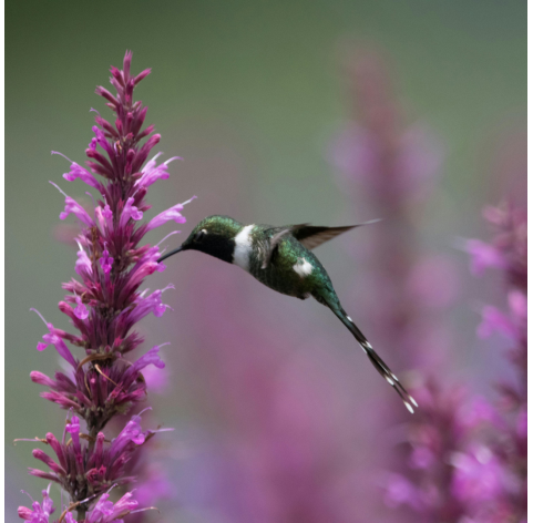 Agastache rosa. Viveros González. Natural Garden Centre  Marbella