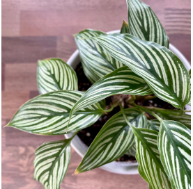 Calathea. Viveros González. Natural Garden Centre Marbella