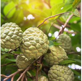 Cherimoya Tree