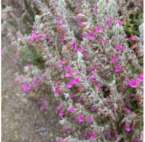 Teocrium Marum. Viveros gonzález. natural garden centre marbella